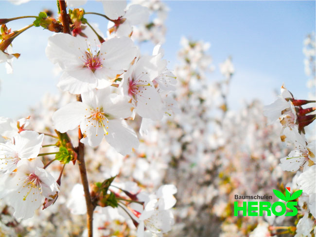 Blühendes Sachsen 2014 - Prunus kurilensis 'Brilliant'