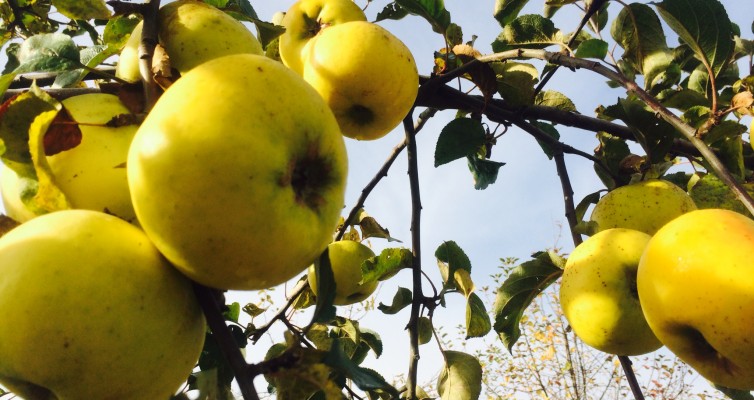 leuchtend gelbe Früchte die auch schmecken