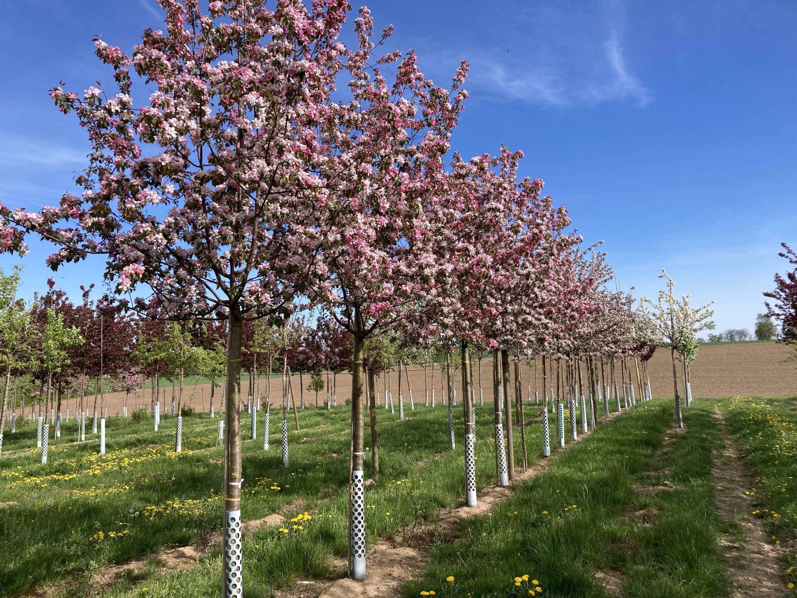Malus 'Rudolph'
